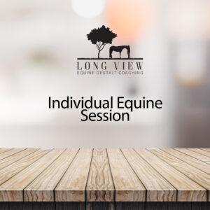 Individual Equine Sessions